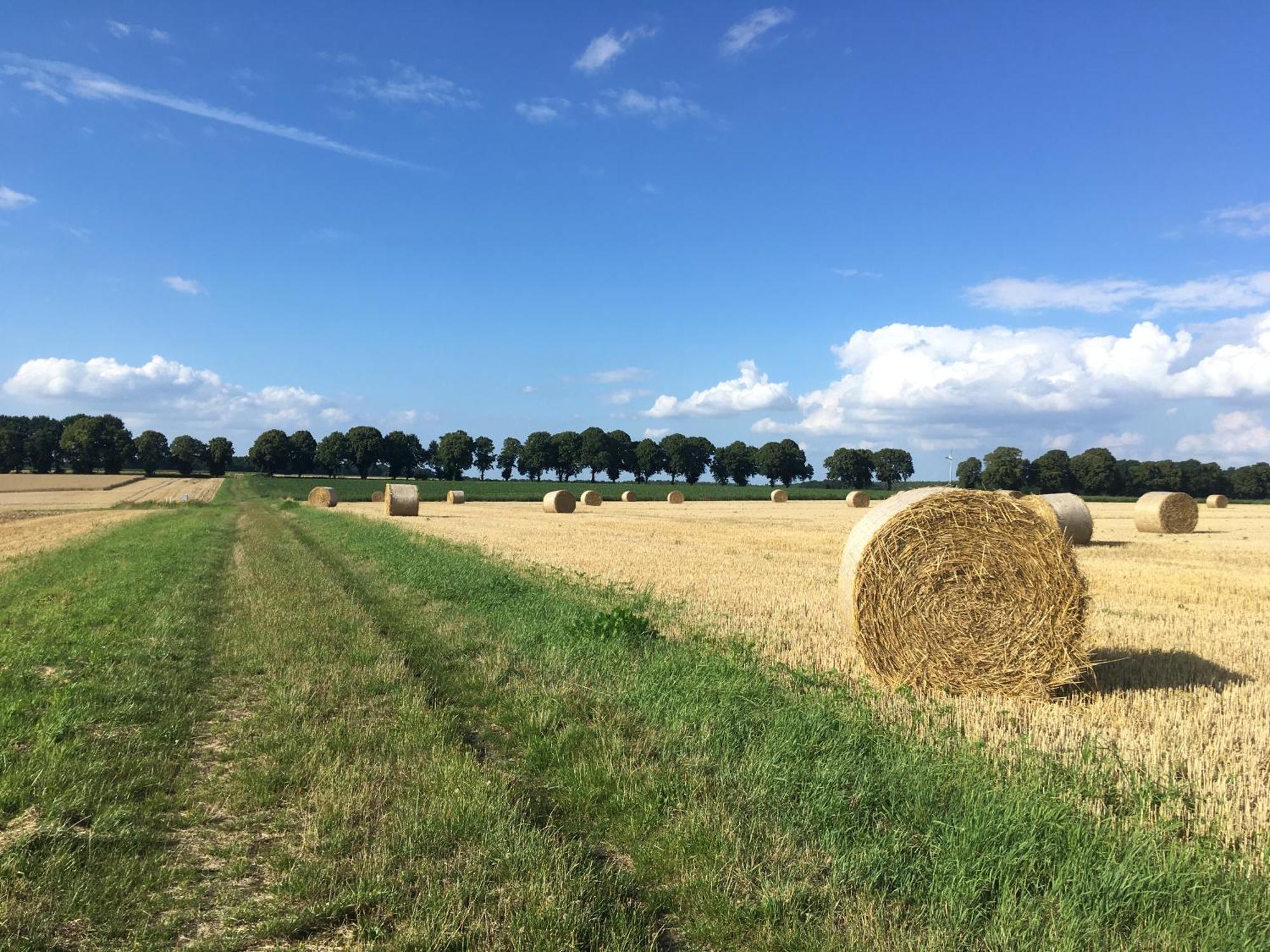 Ferienapartment Kastanje Gross Ippener Exteriör bild